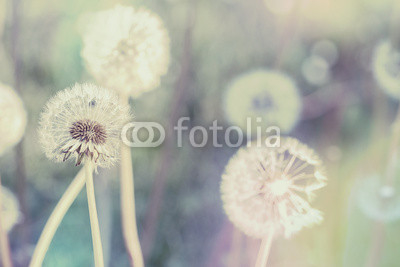 close up of Dandelion with abstract color