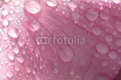 pink petal with drops