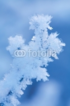 Fototapety beautiful frozen winter plant