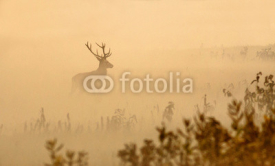 Naklejki Red deer with big antlers stands on meadow on foggy morning