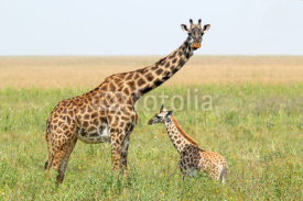 Naklejki Baby giraffe and mother