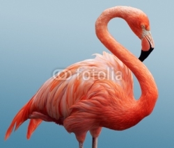 Naklejki flamingo