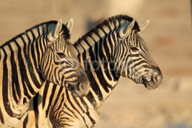 Obrazy i plakaty Plains Zebras portrait, Etosha National Park