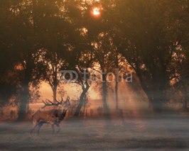 Deer in autumn forest at sunrise