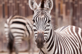 Naklejki Zebra portrait