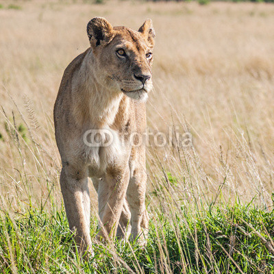 Lioness (Panthera Leo)