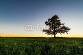 Naklejki Lonely tree at dawn