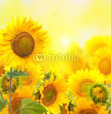 Field with sunflowers. isolation