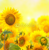 Naklejki Field with sunflowers. isolation