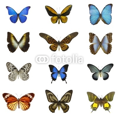 12 different butterflies