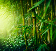 Obrazy i plakaty Bamboo