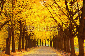 Fototapety Autumn lime alley