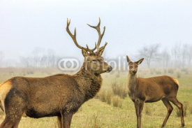 Naklejki Deer and doe