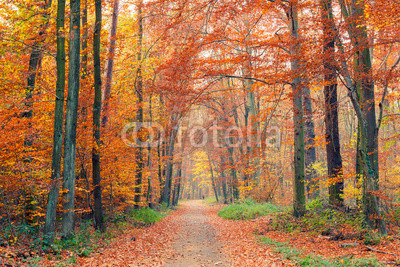 Colorful autumn park