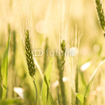 Obrazy i plakaty Wheat field