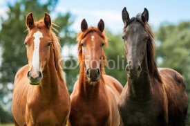 Naklejki Group of three young horses on the pasture