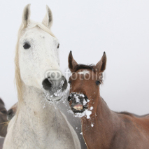 Fototapety Mare with foal in winter