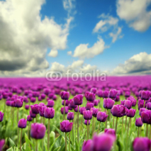 Fototapety Spring tulips
