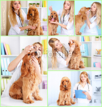 Collage of dog at vet