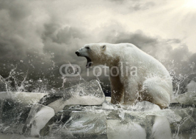 Obrazy i plakaty White Polar Bear Hunter on the Ice in water drops.