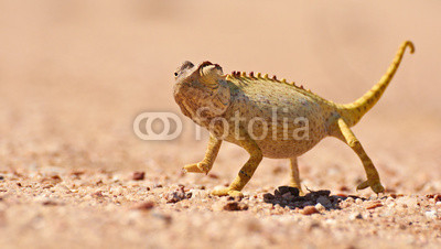 Desert Chamaeleon in the Namib, Namibia