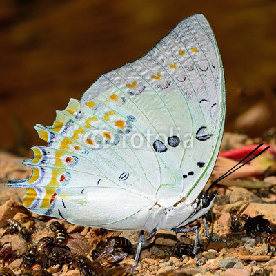 Jewelled Nawab butterfly