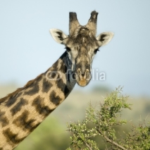 Naklejki Close-up portrait of giraffe, Serengeti National Park, Serengeti