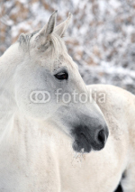 Obrazy i plakaty Lusitano horse pictured during a winter snowfall