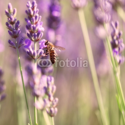 Sprigs of lavender and bee