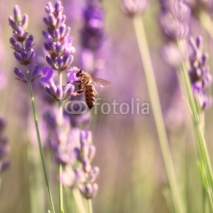 Naklejki Sprigs of lavender and bee