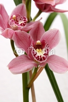 orchidée de face