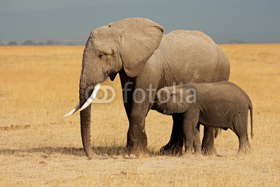 African elephant with calf, Amboseli National Park