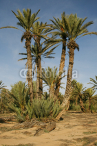 Naklejki palmeraie