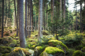 Naklejki Der steinerne Wald im Harz