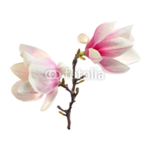 Fototapety decoration of magnolia