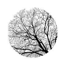 Naklejki frame of tree branches