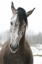 Naklejki arabian stallion