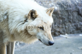 Naklejki White wolf portrait