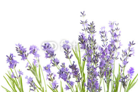 Naklejki lavender  isolated on white background