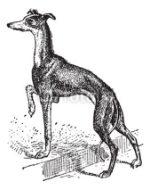 Fototapety Greyhound, vintage engraving