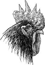Naklejki portrait of a rooster