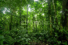 Obrazy i plakaty Tropical Rainforest Landscape, Amazon