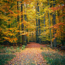 Naklejki Autumn forest