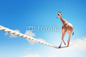 Naklejki Giraffe walking on rope
