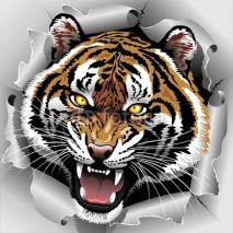 Fototapety Tiger Roar coming out from Torn Paper