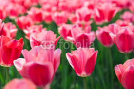 Naklejki Beautiful tulips