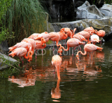 Fototapety Red flamingos pack in ecological biopark.