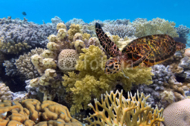 Naklejki green turtle swimming in blue ocean,great barrier reef