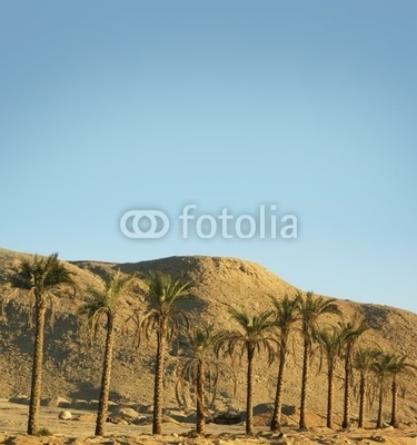 A beautiful southern desert background with palm trees