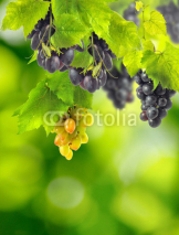 Obrazy i plakaty image of a beautiful grapevine